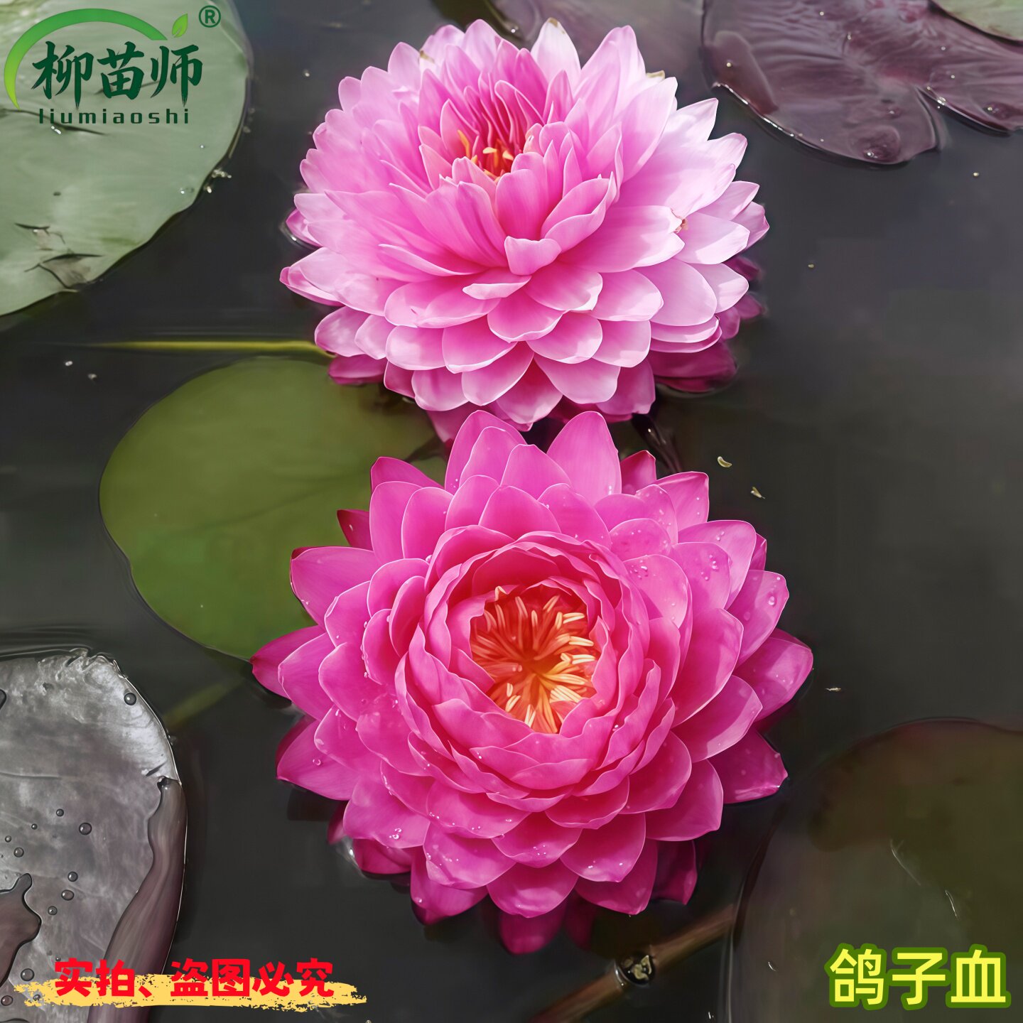 睡莲根块带花苞水培植物莲花苗池塘水池鱼缸四季盆栽耐寒庭院开花