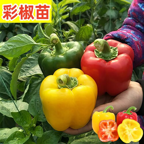 各种甜椒苗五彩椒灯笼椒蔬菜苗