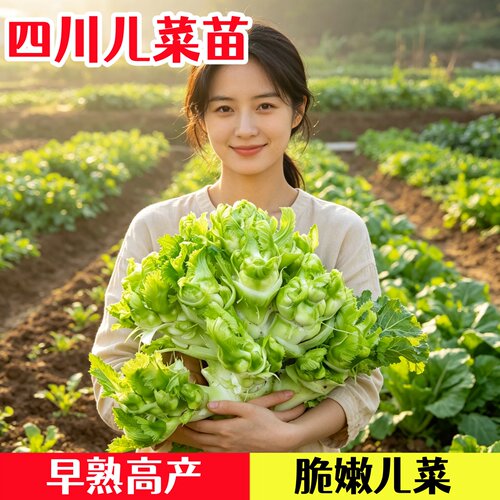 正宗四川儿菜苗高产早熟秋冬蔬菜