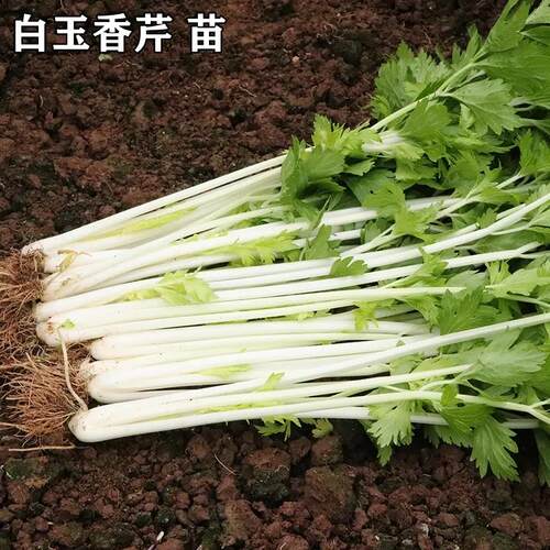 秋冬蔬菜苗芹菜苗白杆芹菜秧苗