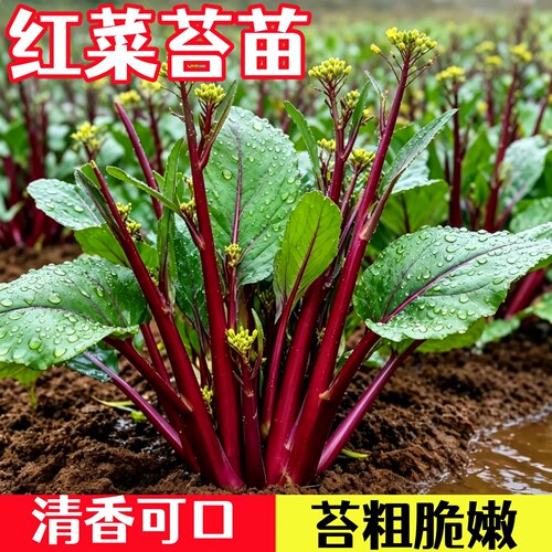 秋冬蔬菜苗红菜苔秧苗带土耐寒菜