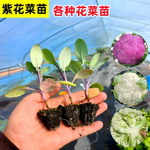 紫花菜幼苗紫晶花菜散花菜苗秧