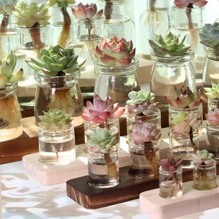 多肉植物景天科精品水培布丁杯办公室桌面带底座防辐射净化空气款