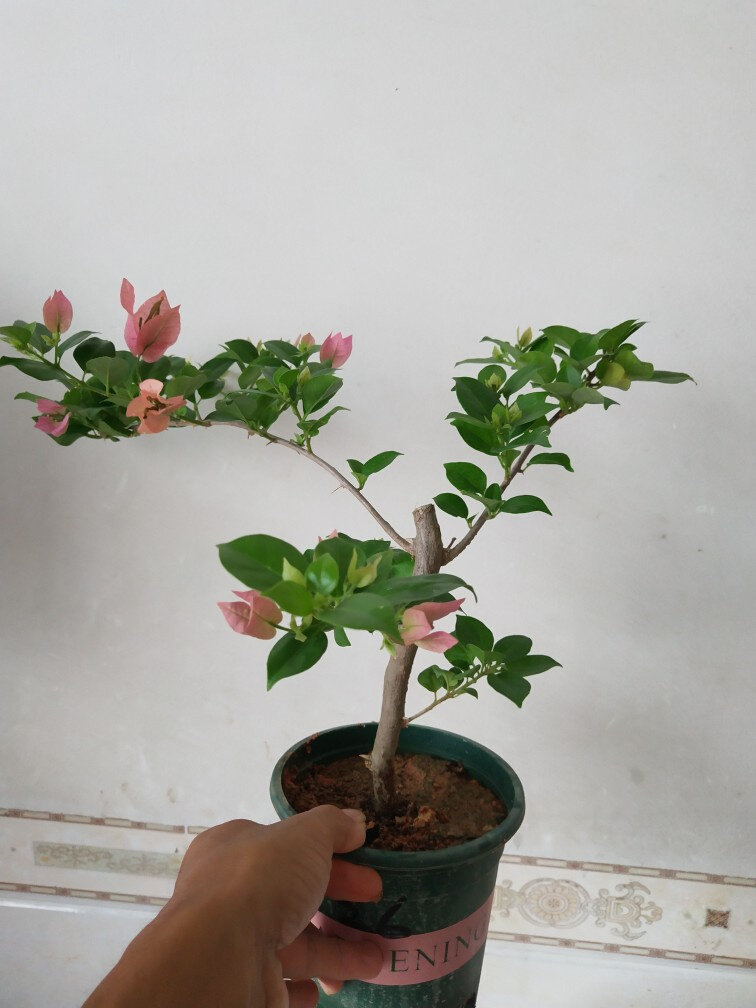 米罗三角梅 可养高飘