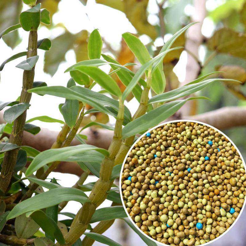 普兰西铁皮石斛专用控释肥霍山紫皮石斛缓释肥8-9月长效进口奥绿,家装灯饰光源,其它灯具灯饰,淘宝优惠券,粉丝福利购,淘宝优惠卷