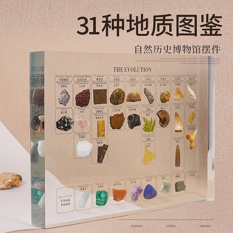 31种天然矿物化石植物手作包埋家居摆件树脂镶嵌摆台收藏送礼手工