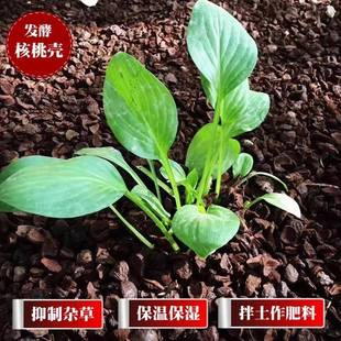 发酵腐熟核桃壳铺面黑色果壳覆盖物抑制杂草保湿有机覆盖物厂家