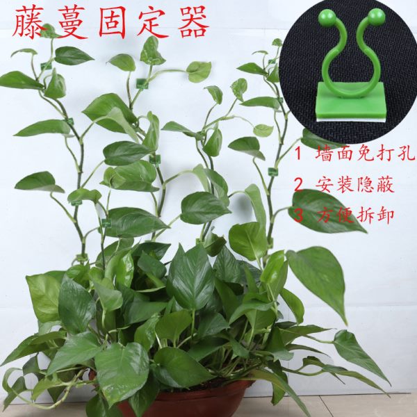 绿萝神器爬无痕扣环藤蔓绿罗新品绿植攀爬固定夹墙固绿萝固定挂钩