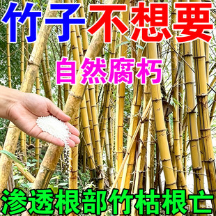 烂杂灌竹子草根药大竹子烂根专用除药强竹力腐草竹环嗪酮根剂铜哃
