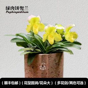 兜兰之家-绿肉饼l兜兰 带花苞红肉饼/绿肉饼花期长室内盆栽大花兜