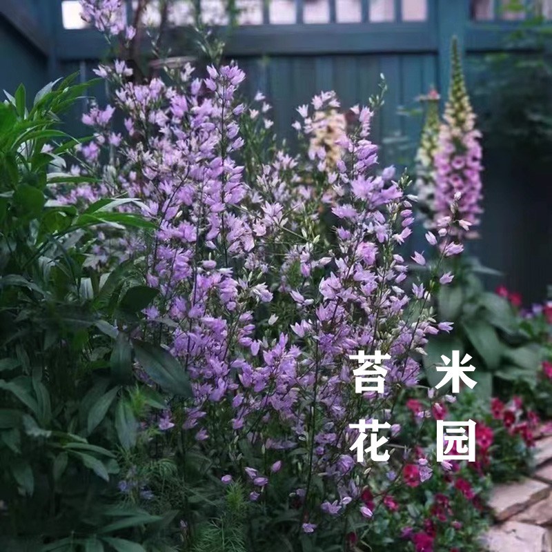 轮状风铃草盆栽多年生耐寒宿根花卉花园高挑线性植物X多次开花不