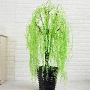 柽柳盆栽怪柳盆景观音柳小苗木山春柳阳台熟桩P生桩花卉绿植老树