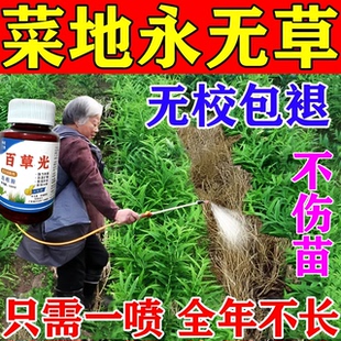 菜地除杂专用草剂安全不伤苗百草净大蒜油菜苗后烂i根一扫光农用