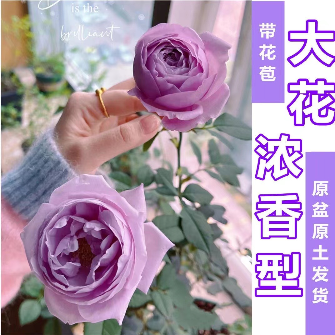 浓香玫瑰花苗带花苞花卉绿植物盆栽月季蔷薇室内室外阳台四季开花