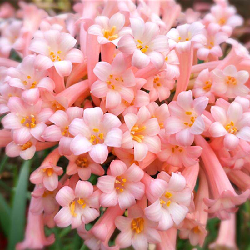 粉垂筒花风雨兰多年生绿化韭兰种球葱兰胖丽丽四季球根花卉韭莲花