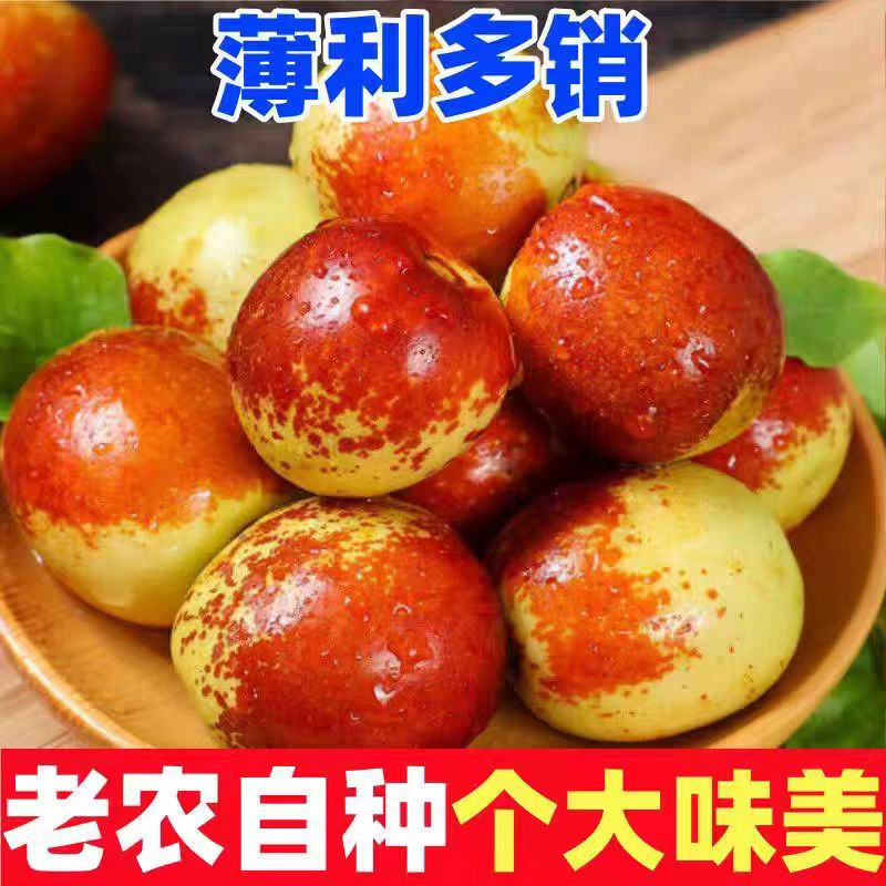 山东沾化冬枣现摘现发