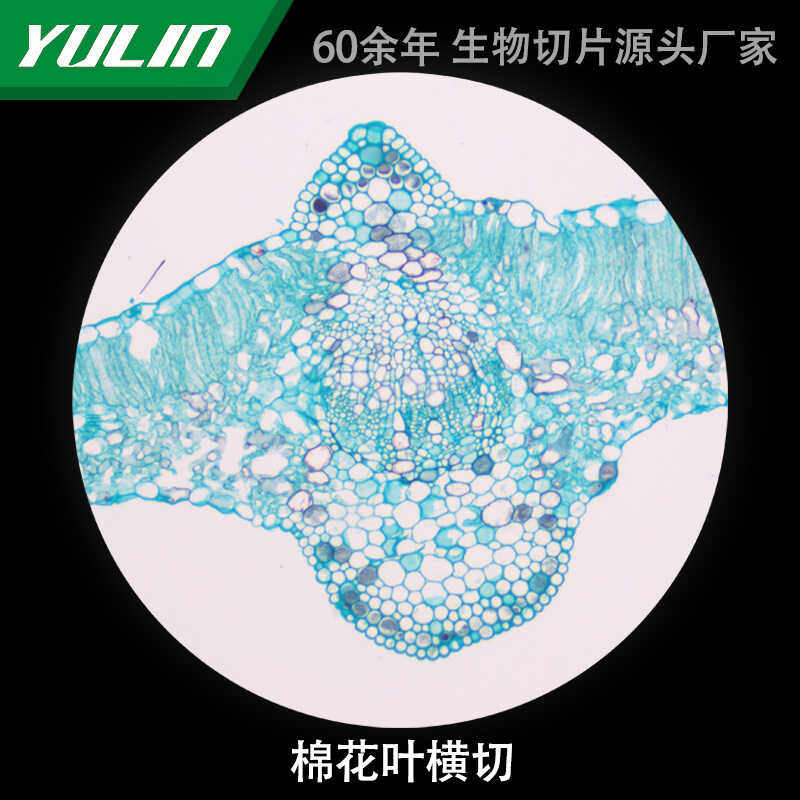 棉花叶横切生物显微镜标本切片动物植物细胞载玻片观察实验高校