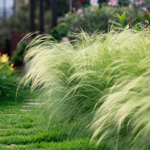 蓝羊茅粉黛乱子草狼羽毛草庭院