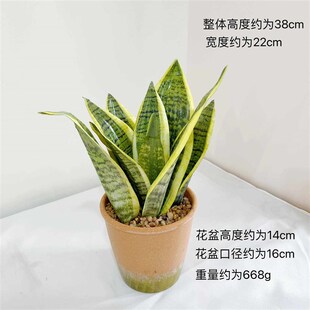 仿真白玉虎皮兰盆栽室内客厅绿植盆景装饰摆件人造假植物造景摆设