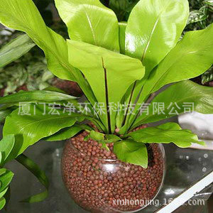 福建花卉陶粒专业专注