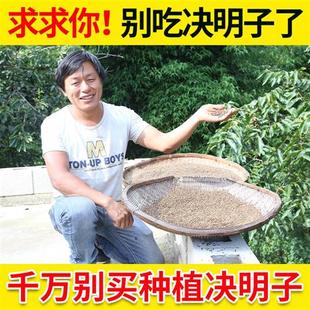 正宗特级决明子茶500g中药材搭柴葛根牛蒡根菊花泡水喝散装 正品