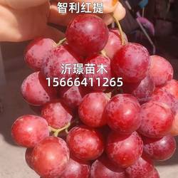 智利红提葡萄苗无籽红提葡萄树苗庭院爬藤红地葡萄苗南方北方种植