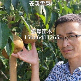 梨树嫁接苗沙梨秋月梨苗苍溪雪梨树苗当年挂果丰水梨树苗盆栽地栽