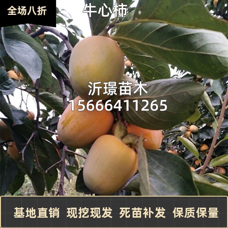 牛心柿子苗树盆栽地载嫁接苗南北方种植无核特大庭院四季当年结果