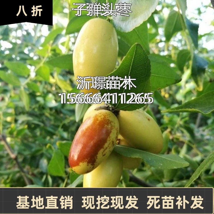 嫁接大枣树苗 子弹头枣树苗南北方种植马牙枣 月光枣树苗当年结果