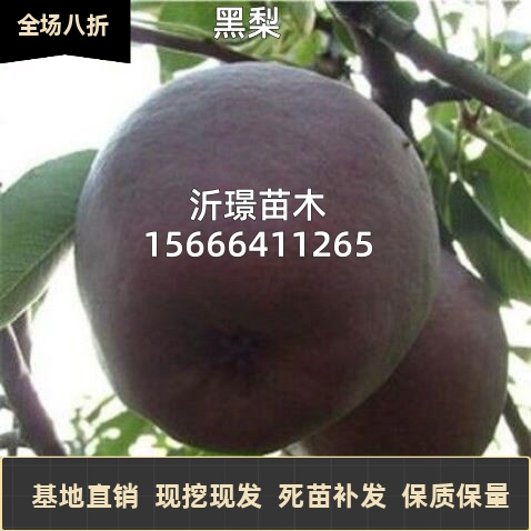 意大利黑梨树苗嫁接梨树苗盆栽地栽南方北方庭院种植当年结果树苗