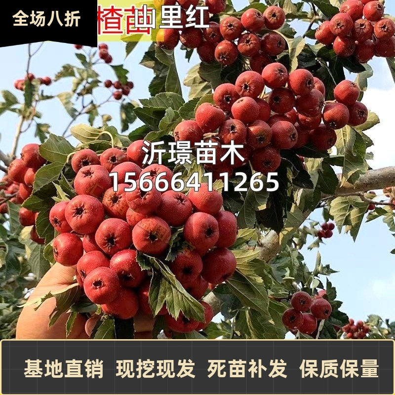 山楂树活苗大五棱甜红子山里红树苗南方北方种植盆地栽山楂树果苗