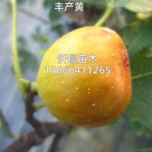 丰产黄无花果树苗糖心高甜糖包子无花果苗盆栽南北方种植当年结果
