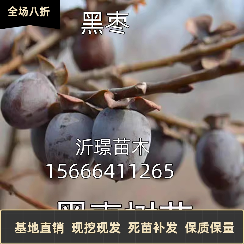 君迁子黑枣牛奶柿子苗无核黑枣苗南北方种植软枣黑枣树苗当年结果