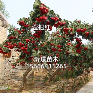 山楂树活苗大金星大五棱苗甜红子黄山楂嫁接歪把红果苗山里红树苗