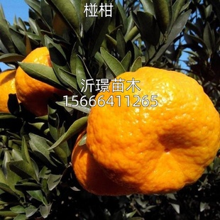 碰柑苗嫁接碰柑苗柑橘树苗嫁接柑桔苗芦柑桔子树苗芦柑苗川果树苗