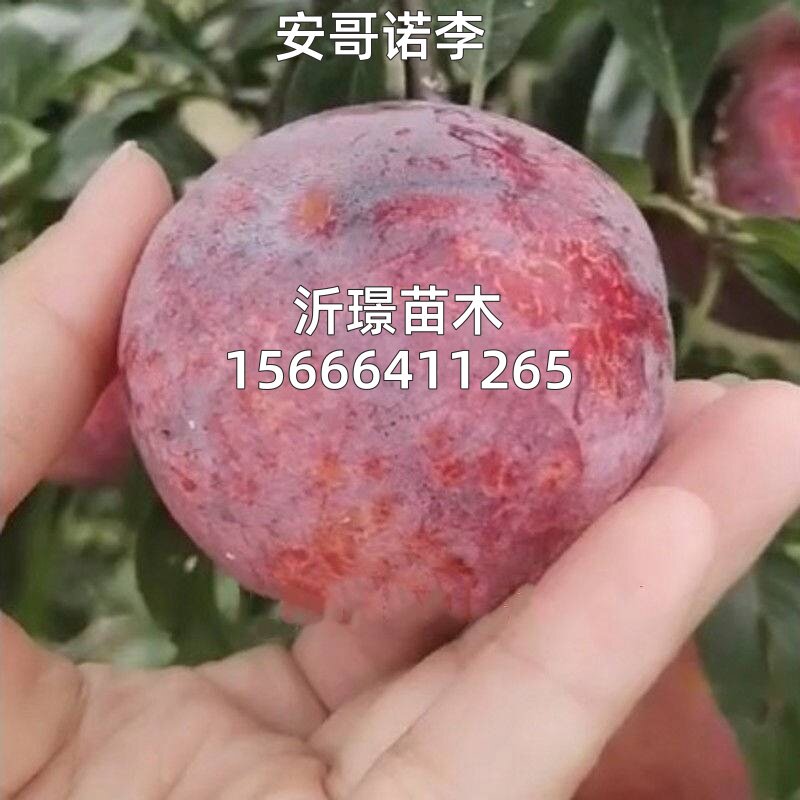 嫁接果树苗安哥诺李子树苗南方北方种植黄布林李子苗庭院盆栽地栽
