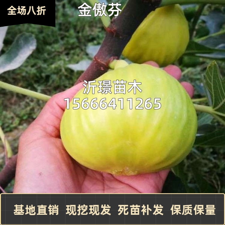 玛斯义陶芬无花果苗南北方阳台庭院地栽盆栽无花果树果苗当年结果