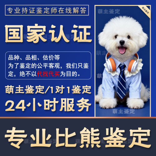 比熊鉴定狗鉴定比熊犬品相估价鉴定小体比熊品相狗估价鉴定狗品种