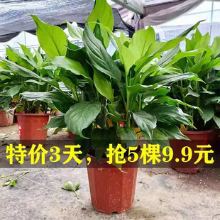 万年青绿植盆栽四季 常青吸甲醇植物室内桌面客厅办公室盆景花卉