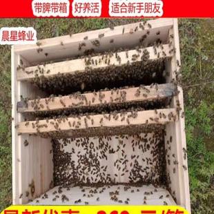 包邮 带王蜂群活群蜜蜂蜂王蜂群带王蜂群箱双色蜂群中蜂群蜂笼蜂土