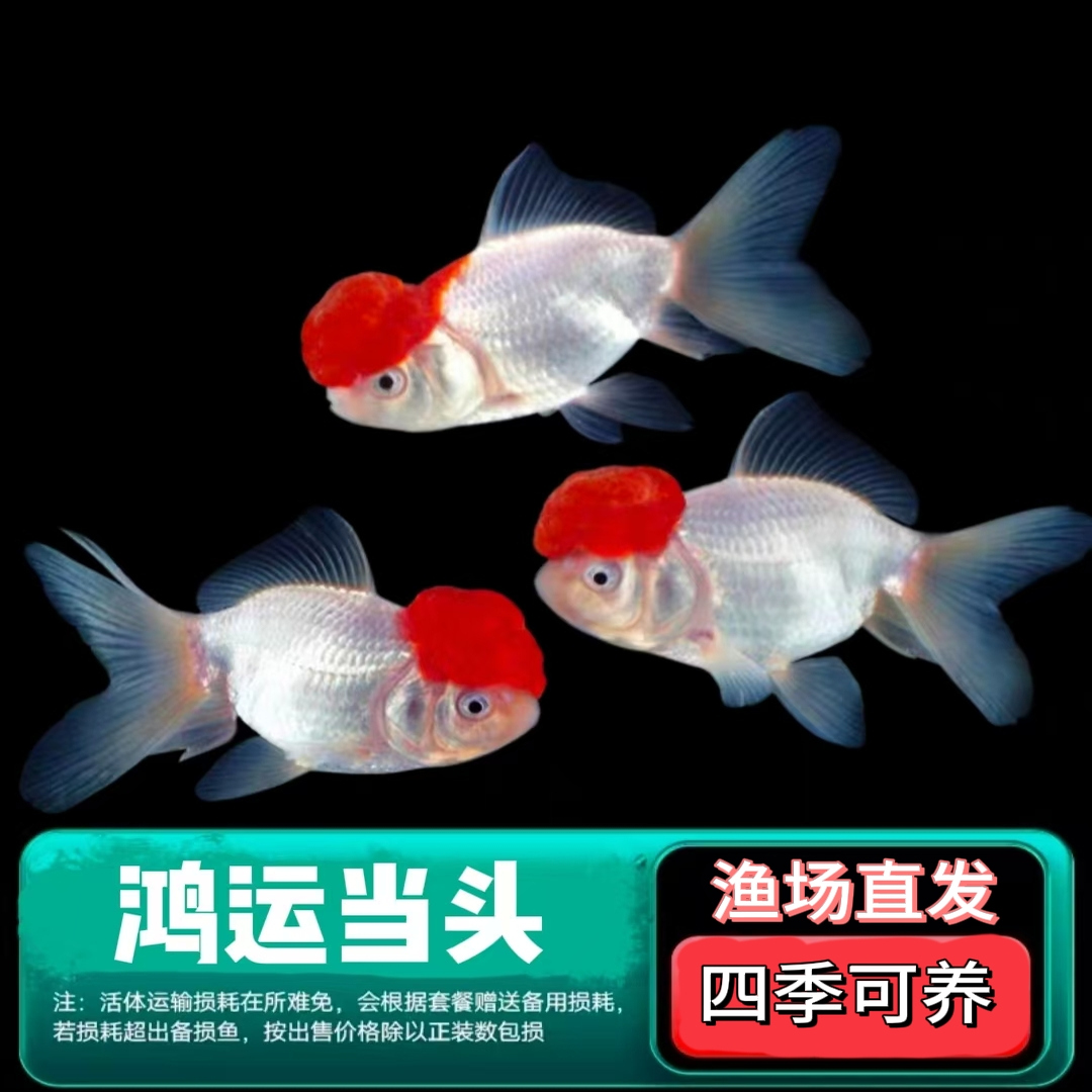 金鱼活鱼冬季观赏鱼渔场直发