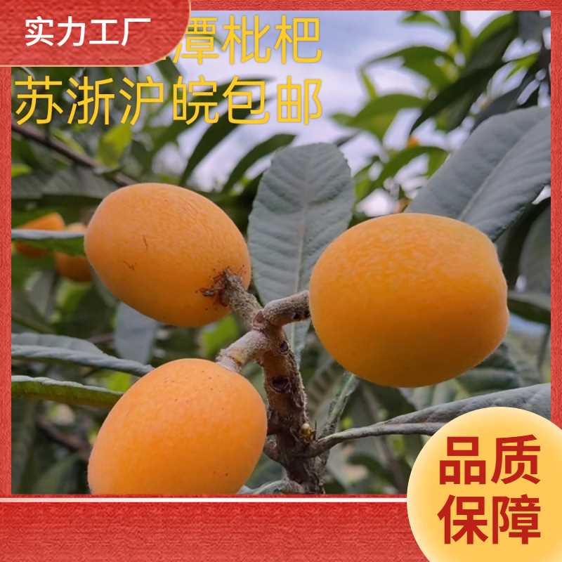 ll五星枇杷水果 当季黄山歙县三潭枇杷顺丰现摘土枇杷中果孕妇水