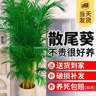 散尾葵植物盆栽客厅大型绿植室内落地凤尾竹真花卉除甲醛四季常青
