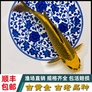 古黄金孔雀锦鲤活鱼观赏鱼渔场直发好养耐活精选小型淡水冷水鱼