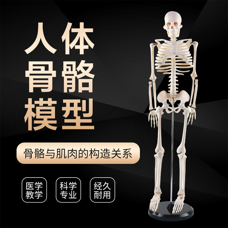 人体骨骼模型可活动拆卸p拼装小学科学教具生物实验教学仪器实验