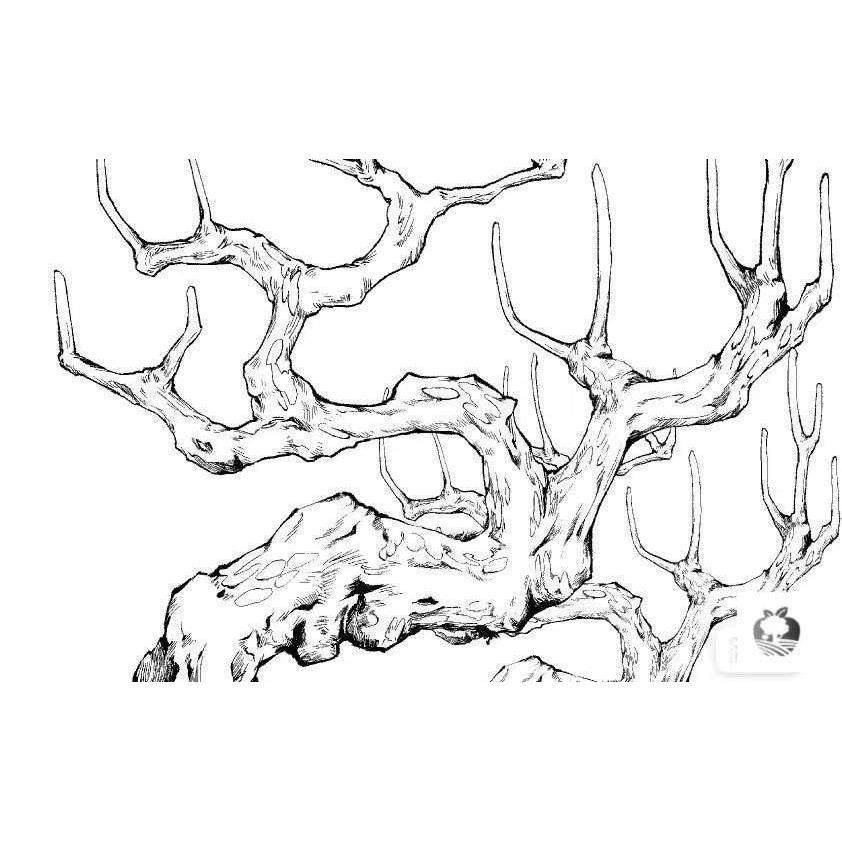 【csp笔刷】50款树干,树枝csp笔刷