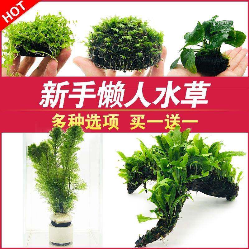 鱼缸里的活水草鱼鱼缸海草ycq活物的鱼缸里放的鱼草缸水生内植水