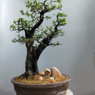 20个桩选择页面金弹子盆景弹子桩金了弹盆景庭院阳台树桩嫁接母桩