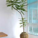 大 蓝花楹大型绿植适合阳台及客厅含盆成品组合盆栽无花大型绿植