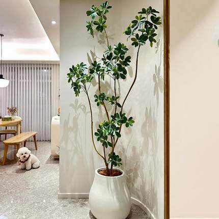 鸭脚木盆栽大型绿植客厅办公室内鸭掌木盆景植物四季好养活卧室